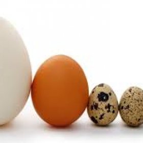 Ấp trứng gà không có trống nguyên nhân và cách khắc phục hiệu quả