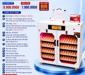 Máy ấp trứng 800 phiên bản cao cấp cửa đôi đảo Xylanh điện date 2026