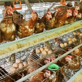 4 bước để có một sản phẩm thức ăn tự trộn cho gà đẻ tại nhà