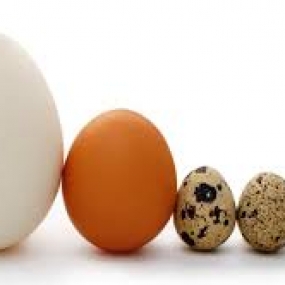 Ấp trứng gà không có trống nguyên nhân và cách khắc phục hiệu quả