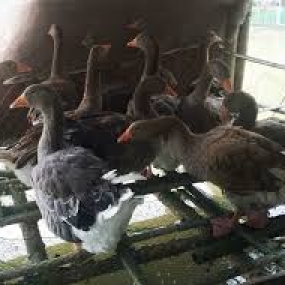 Bệnh cắn lông, rỉa lông trên ngỗng và biện pháp phòng trừ.