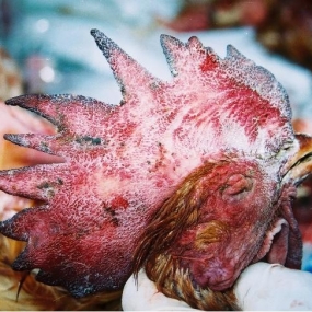 Bệnh cúm gia cầm