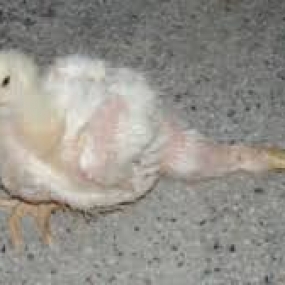 Bệnh thiếu vitamin B1 trên gà và biện pháp phòng ngừa.