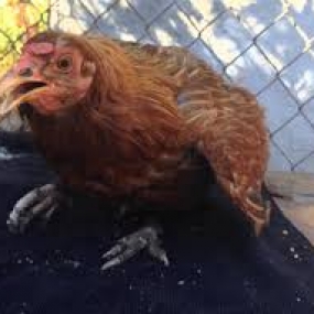 bệnh thiếu vitamin B2 trên gà và biện pháp phòng ngừa