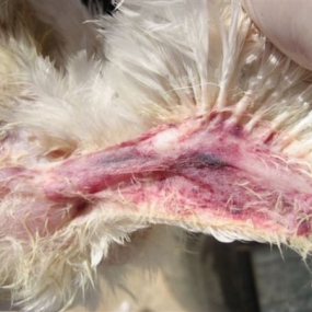 Bệnh thiếu vitamin K trên gà và biện pháp phòng ngừa.