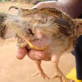 Bệnh trúng độc do Formaldehyde trên gà.