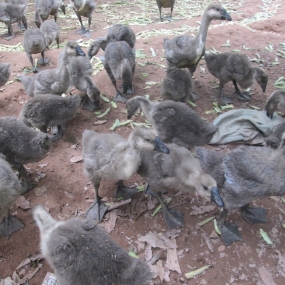 Bệnh tụ huyết trùng trên ngỗng và cách phòng trị.