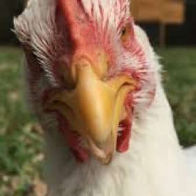 Cắt Mỏ Cho Gà Khi Nuôi Tập Trung.