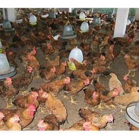 Chế Độ Nhiệt, Ánh Sáng Trong Chăn Nuôi Gà Thịt Công Nghiệp Và Lông Màu Thả Vườn.