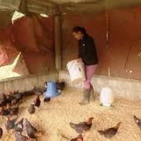 Gà bị bệnh trúng độc do ARSAN và biện pháp phòng ngừa.