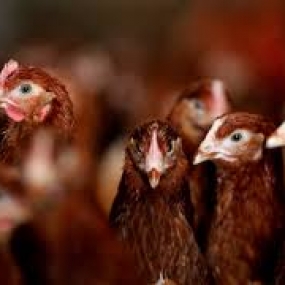 Gà bị trúng độc Arsenic và biện pháp phòng trừ.