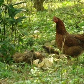 Gà Đẻ Cần Ăn Bí Đỏ Và Uống Nước Trà