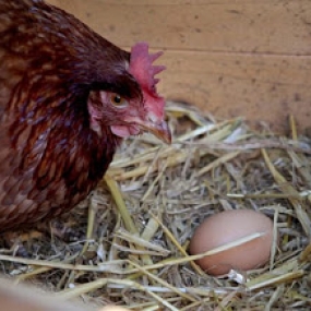 Hội chứng giảm đẻ ở gà