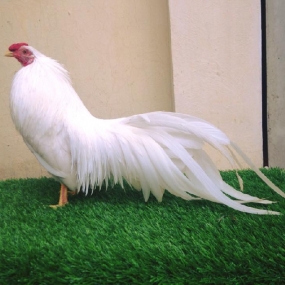 KỸ THUẬT CHĂN NUÔI GÀ TRE