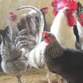 Kỹ thuật chăn nuôi và phòng trừ dịch bệnh với giống gà ai cập.