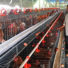 Kỹ thuật làm chuồng nuôi gà đẻ trứng