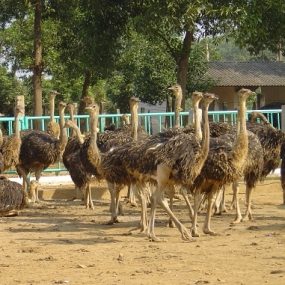 Kỹ thuật nuôi đà điểu từ sơ sinh đến 3 tháng tuổi .