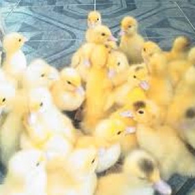 Lịch tiêm phòng cho ngan mới nở