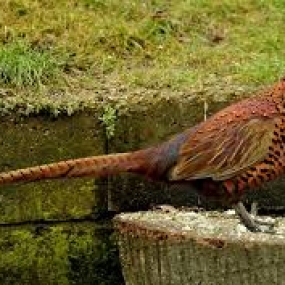 Lưu ý khi nuôi chim trĩ.