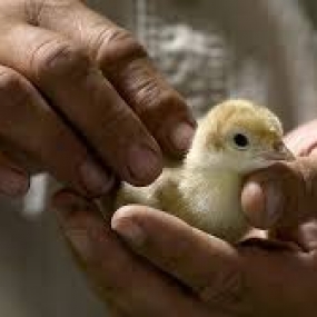 nguyên nhân, triệu chứng, cách phòng trị bệnh thương hàn vịt.