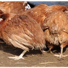 Nhận biết bệnh bạch lỵ ở gà và cách khắc phục