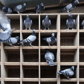 Những yếu tố ảnh hưởng đến năng suất, chất lượng chim bồ câu