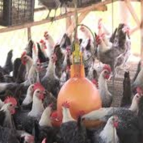 Nuôi gà thảo mộc