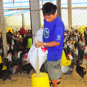 Phòng bệnh cho gia cầm mùa mưa