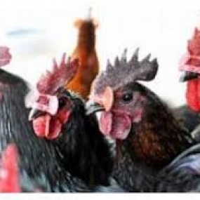 Phòng trị bệnh đầu đen khi nuôi gà