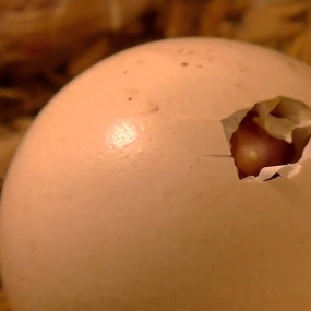 Tại sao dùng máy ấp trứng, gà khẻ mỏ không được?