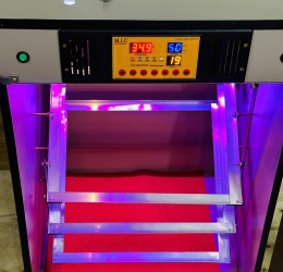 Máy ấp trứng Mic 300 phiên bản 2025 tự động hiện đại | Bản tiêu chuẩn