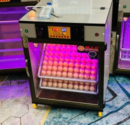 Máy ấp Mic 200 trứng phiên bản 2025 | Bản full cao cấp tự động hiện đại