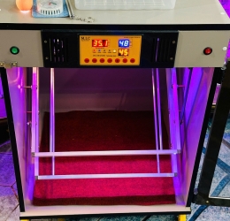 Máy ấp Mic 200 trứng phiên bản 2025 | Bản full cao cấp tự động hiện đại