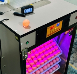 Máy ấp Mic 300 trứng phiên bản 2025 | Bản full cao cấp tự động hiện đại