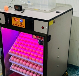 Máy ấp Mic 300 trứng phiên bản 2025 | Bản full cao cấp tự động hiện đại