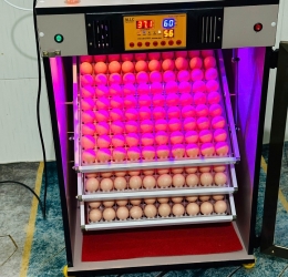 Máy ấp Mic 300 trứng phiên bản 2025 | Bản full cao cấp tự động hiện đại