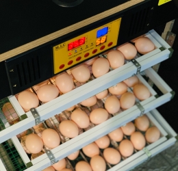 Máy ấp 168 trứng phiên bản 2022 | Inverter | Phun Sương | Khử Trùng UV| Đảo Lăn 360 | Lọc Không Khí