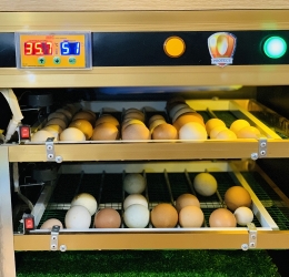 Máy ấp trứng 100 quả thế hệ 2021 | đảo lăn 360 | phun sương | khử khuẩn UV