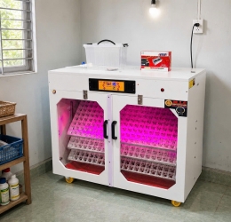 Máy ấp trứng 600 phiên bản cao cấp cửa đôi date 2026