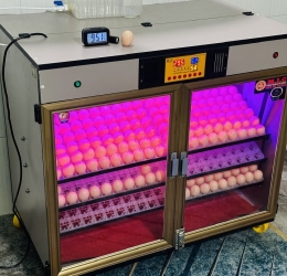 Máy ấp Mic 600 trứng phiên bản 2025 | Bản full cao cấp tự động hiện đại