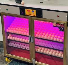 Máy ấp Mic 600 trứng phiên bản 2025 | Bản full cao cấp tự động hiện đại