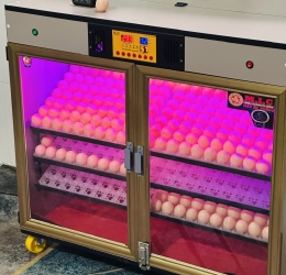 Máy ấp Mic 600 trứng phiên bản 2025 | Bản full cao cấp tự động hiện đại