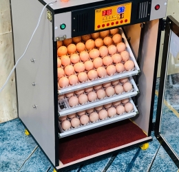 Máy ấp trứng 150 ( 168 sức chứa tối đa) Phiên bản mới nhất 2025 Bản Cao cấp
