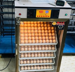Máy ấp Mic 500 trứng phiên bản 2025 | Bản full cao cấp tự động hiện đại