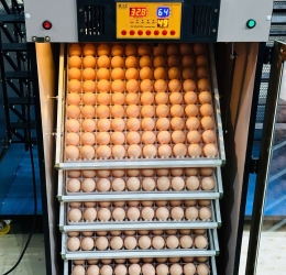 Máy ấp Mic 500 trứng phiên bản 2025 | Bản full cao cấp tự động hiện đại