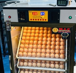 Máy ấp Mic 500 trứng phiên bản 2025 | Bản full cao cấp tự động hiện đại