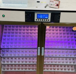 Máy ấp Mic 800 trứng phiên bản 2025 | Bản full cao cấp tự động hiện đại