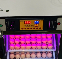 Máy ấp trứng 100 cao cấp (112 sức chứa) Phiên bản mới nhất 2025 | Bản tiêu chuẩn