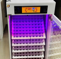 Máy ấp trứng 500 phiên bản cao cấp 2026