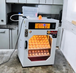 Máy ấp trứng 100 cao cấp (112 sức chứa) Phiên bản mới nhất 2026 | Bản Cao Cấp
